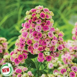 Ring Around the Rosie Phlox Thumbnail